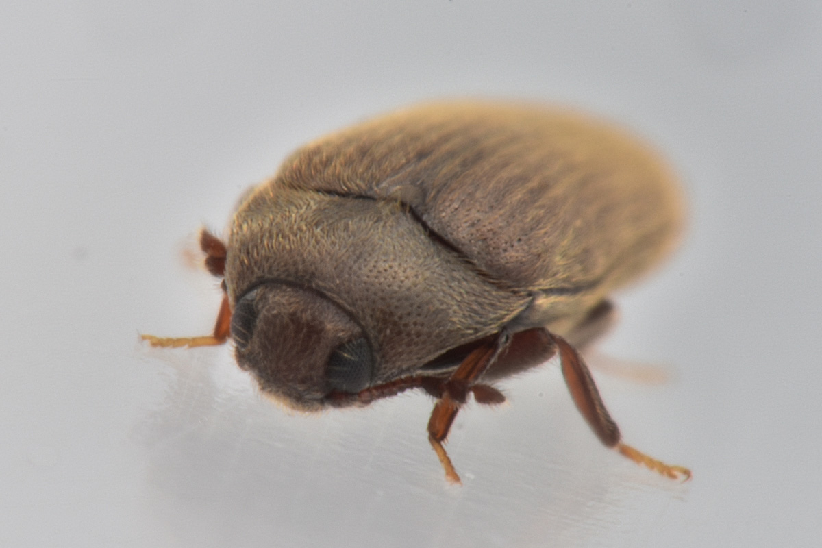 Throscidae: Aulonothroscus cfr. brevicollis